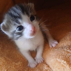 Lucas