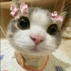 lili