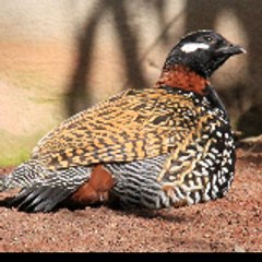 Sindh Of birds