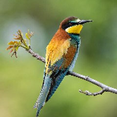 LudoWild