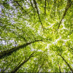 Culinary Wanderer Channel