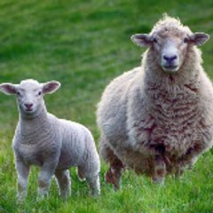 Animal story's