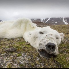 WorldWideWilderness