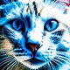 Ai Cat
