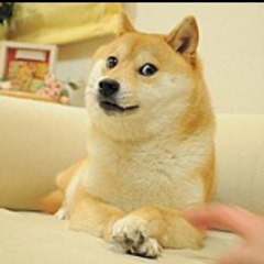 DDoge Studio