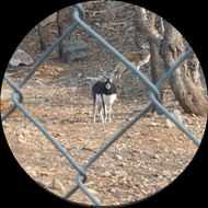 Crypto the magnificent