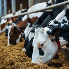 Milk&Moo with Harithas Advancing Dairy Farming