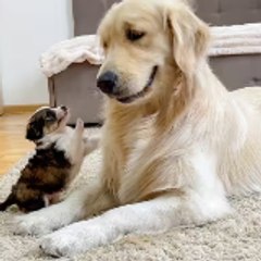 Anipals