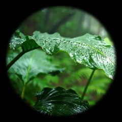 Nature Sounds