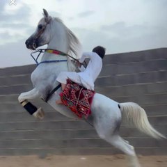 نبراس ➪⑤⓵⑤