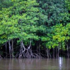 Worldview Mangrove Virtual University