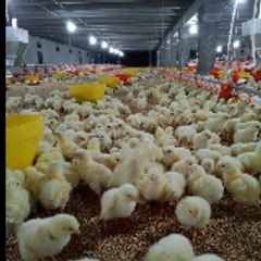 Ak poultry clips