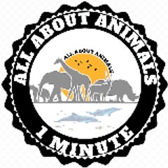 ALL ABOUT ANIMALS
