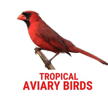 Tropical Aviary Birds