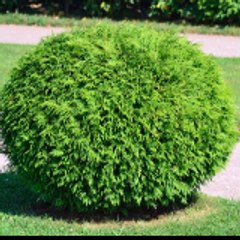 just a plant!