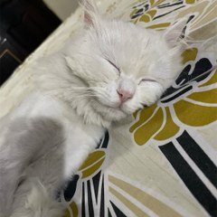 Cat’s world