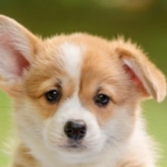 FluffySkater