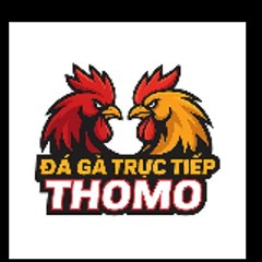 Đá gà trực tiếp Thomo Đỉnh cao đấu trường Campuc