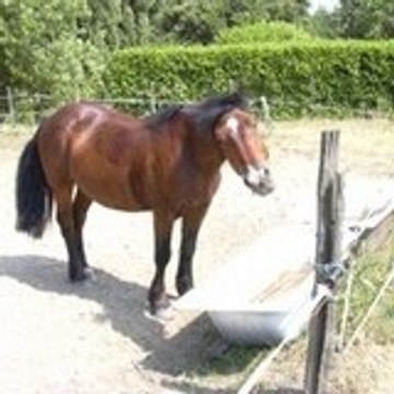 AL