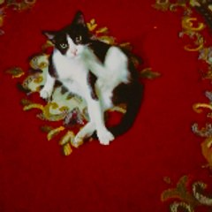 Ahmed Rakib