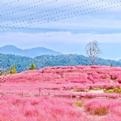Pastel_pink