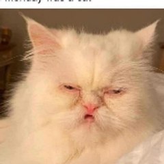 Daily Pet Laughs