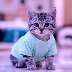 pawlaughs