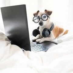 Smart pets