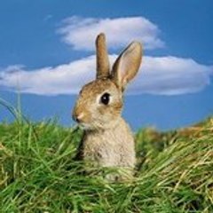 PETATV