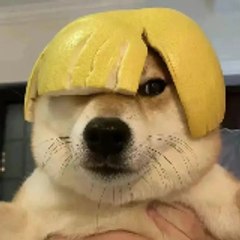 Funny Video Collection