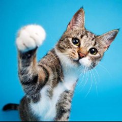 LifeofCat