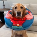 The Golden Retriever
