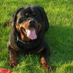 LES ROTTWEILERS DE CHATOISILLON