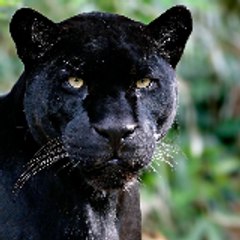 Red Panther Productions