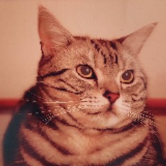 TommyDreamCat