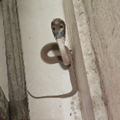 snake rescue jaipur and snake catcher jaipur