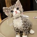 Funny Animals