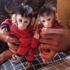 Momentary entertainment