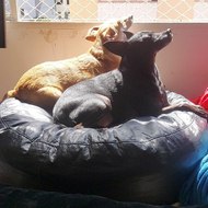 Achadinhosdoravelinoedarubi