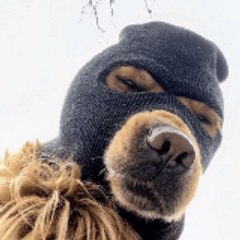 Chien Masqué