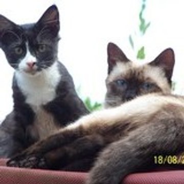 MARIVA2005