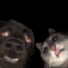 funny pets animals