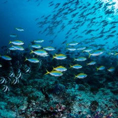 海沼葵衣