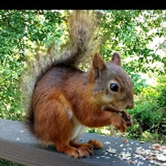 Nordic Wildlife Garden