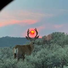 Wild Life with  Dean Schneider