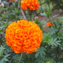 sohan sharma