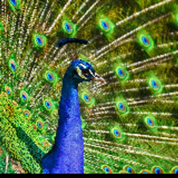 Animal World TV