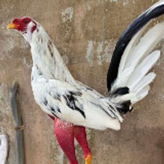 Gallos