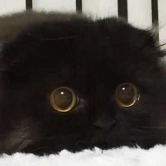 chaton