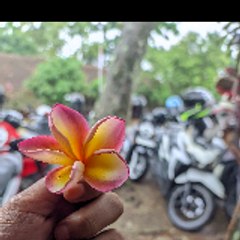Tegar Kencil